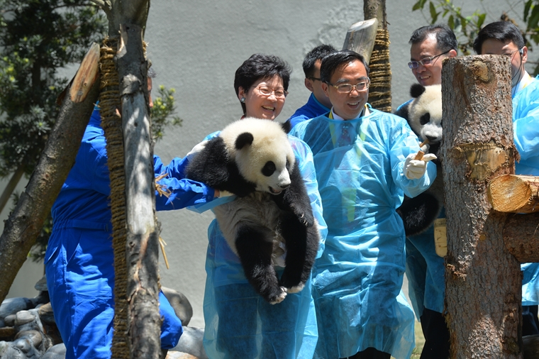2016年5月11日，政務司司長林鄭月娥（左）在臥龍自然保護區管理局局長張和民（右）陪同下參觀中華大熊貓苑的幼貓舍。