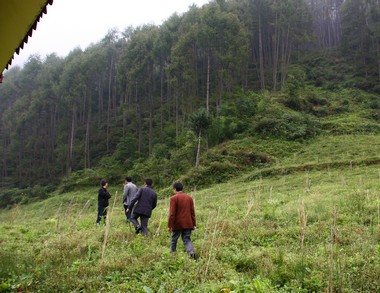 2012年9月大熊貓棲息地植被恢復竣工