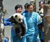 林鄭月娥（左）和臥龍自然保護區管理局局長張和民（右）參觀中華大熊貓苑。