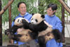 曾蔭權夫婦近距離接觸兩隻年幼大熊貓姚欣（左）和姚蔓（右）。